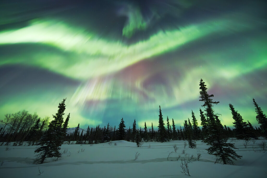 Vibrant green and purple aurora borealis dancing over snow-covered spruce trees near Fairbanks Alaska showcasing the spectacular northern lights displays visitors can expect during the 2026-2027 aurora season