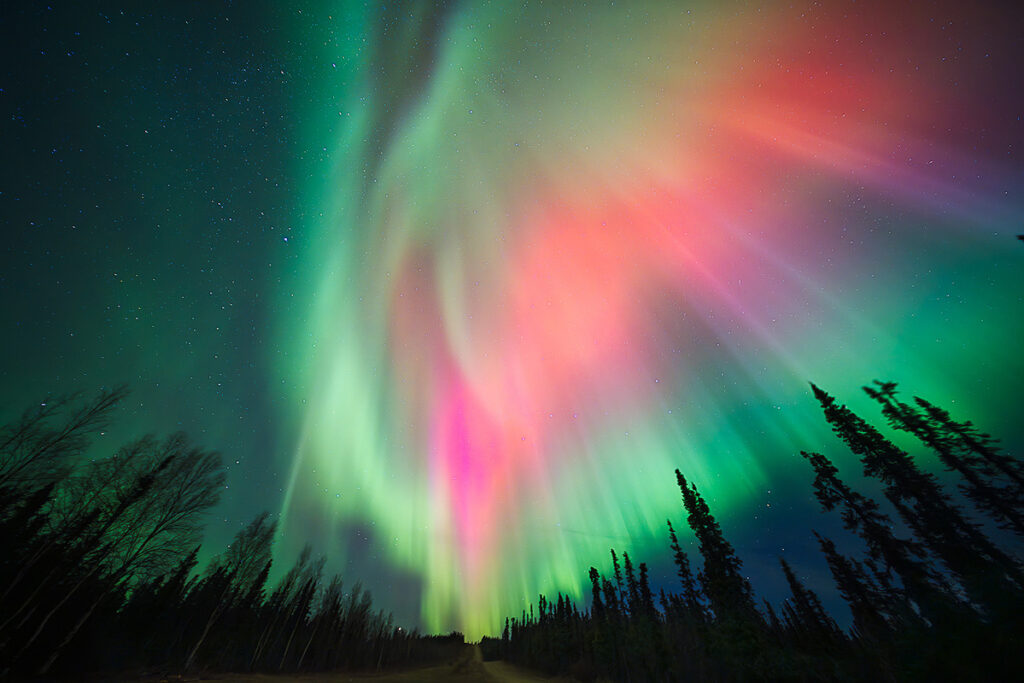 Northern lights viewing under zero light pollution near Fairbanks Alaska with vivid green pink and magenta aurora corona over black spruce treeline