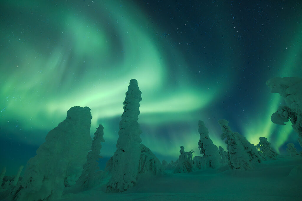 Brilliant green and pink aurora borealis illuminating snow-covered winter landscape near Fairbanks in January with temperatures reaching minus 30 degrees and deep snow on spruce trees